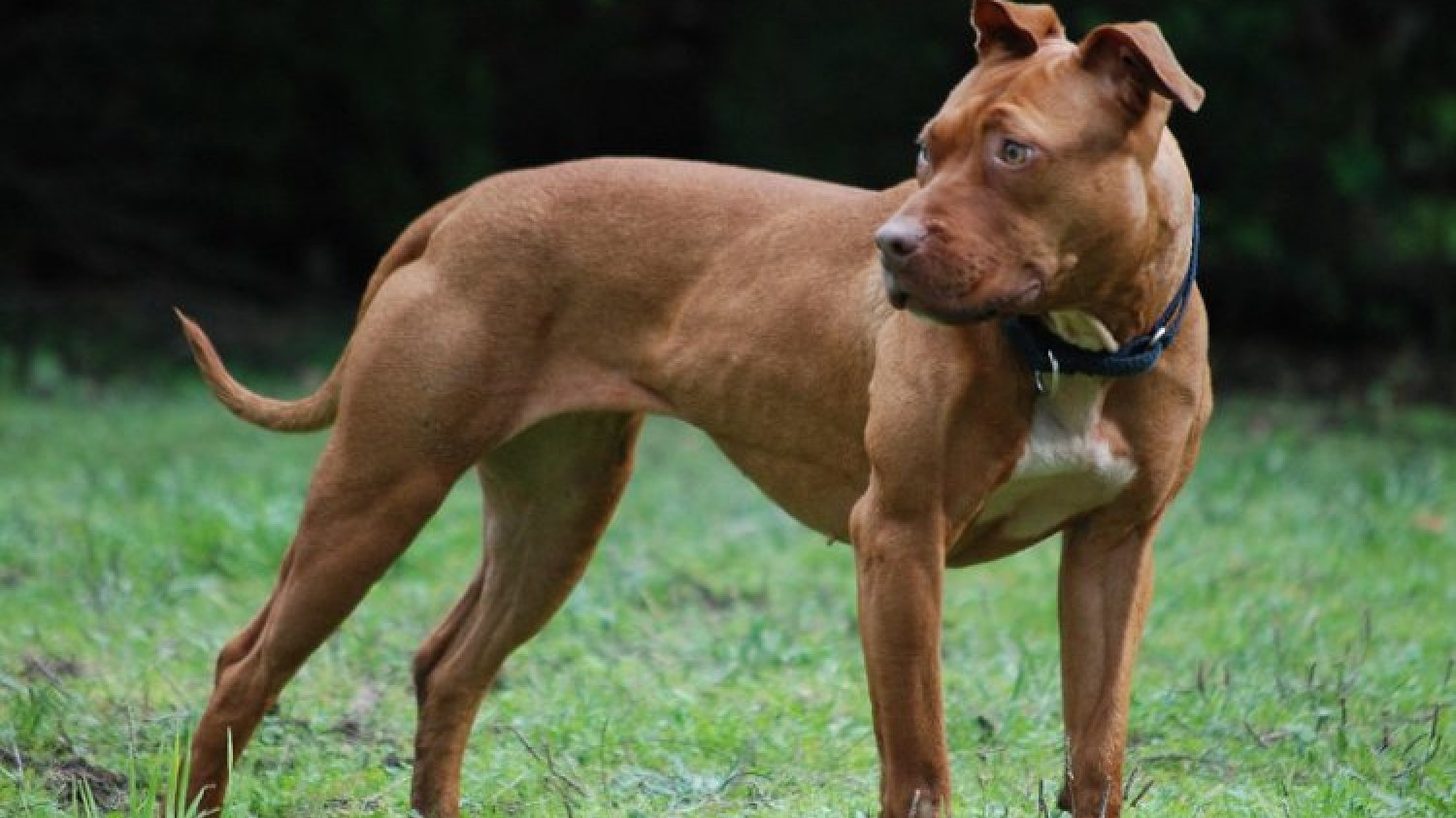 12-latek śmiertelnie pogryziony przez pitbulla. Uchylono areszt dla właściciela psa.