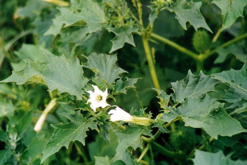 Bieluń dziędzierzawa