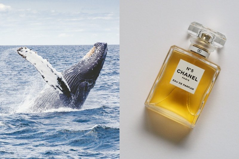 Tajlandczyk znalazł na plaży bryły ambry, wyrzucone przez wieloryba.