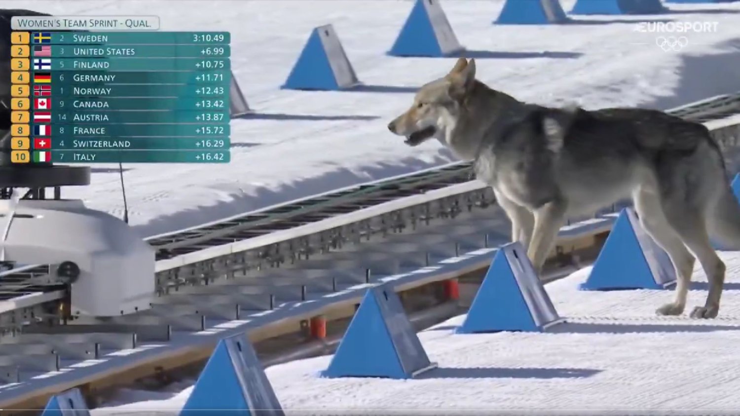 Pies na trasie na Igrzyskach Olimpijskich skradł show.