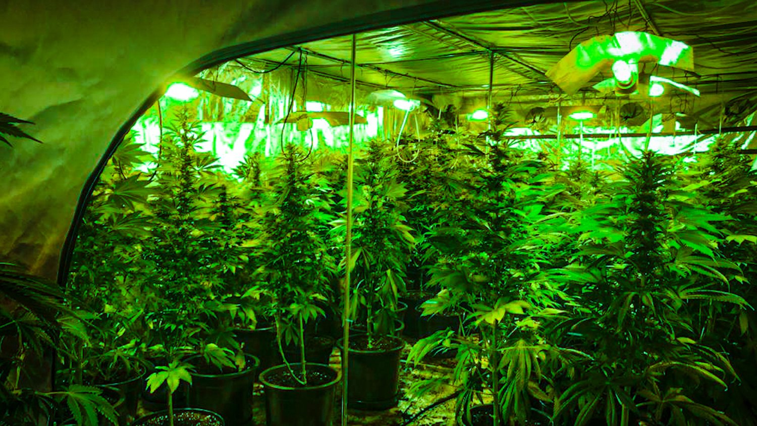 Potężne uderzenie śląskiej policji w narkobiznes. Zlikwidowano dwie plantacje konopi indyjskich.