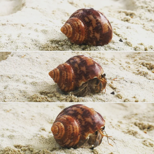 Kraby to dość powszechny widok na plaży.