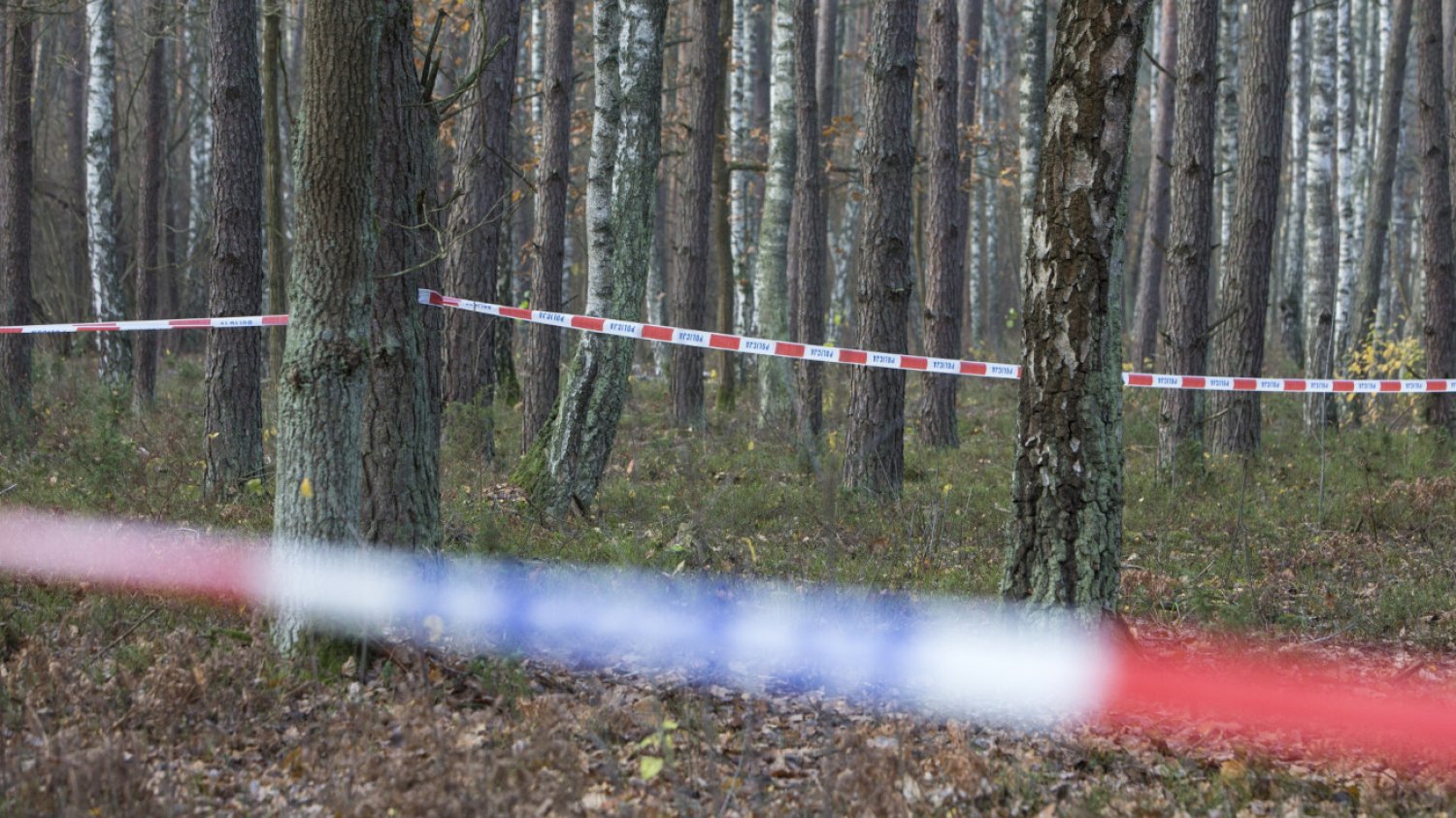 Makabryczne odkrycie w lesie koło Hajnówki. Odnaleziono zwłoki kobiety.