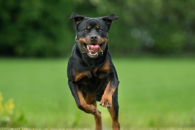 Ubezpieczenia odpowiedzialności cywilnej (OC) właściciela zwierzęcia zabezpiecza posiadacza takiej plisy przed ryzykiem wysokich kosztów związanych z naprawieniem szkód wyrządzonych przez zwierzę innym osobom