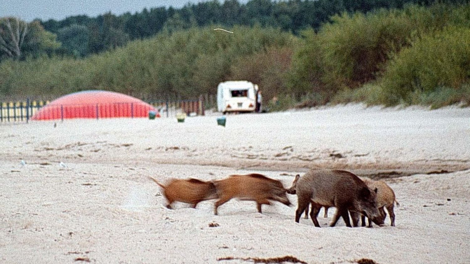 dziki na plaży w Gdańsku dziki na plaży