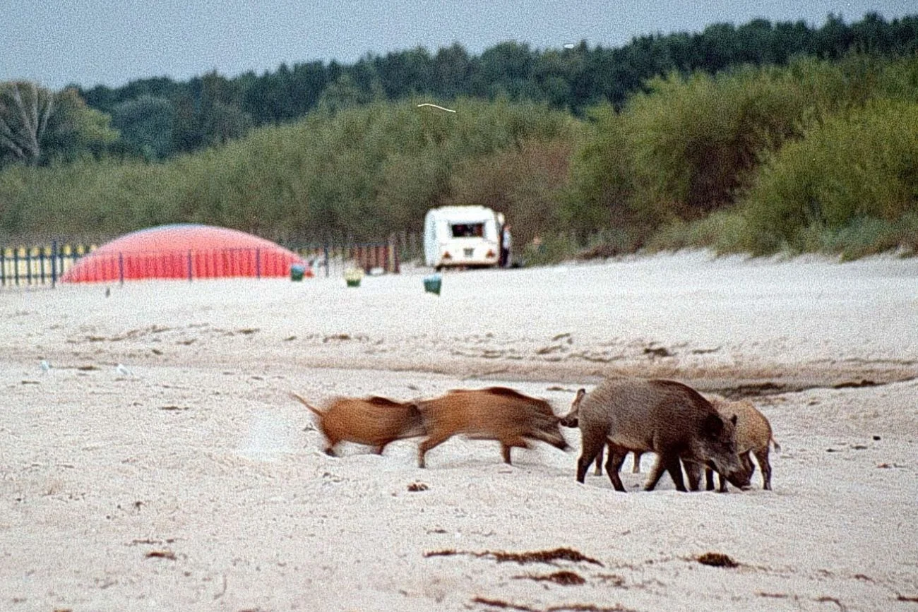 dziki na plaży