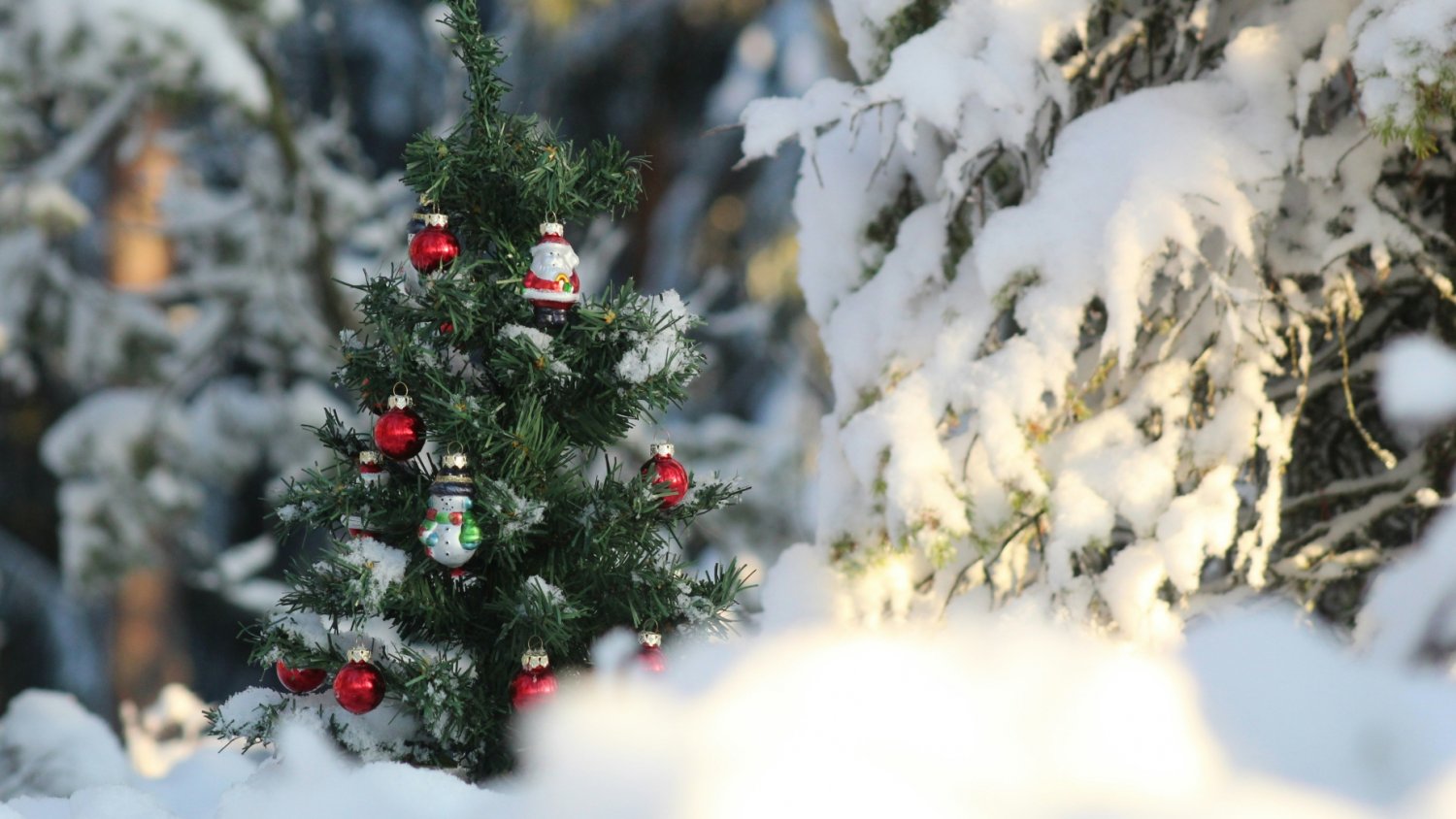 Pogoda w Polsce na Boże Narodzenie. Amerykanie już wiedzą