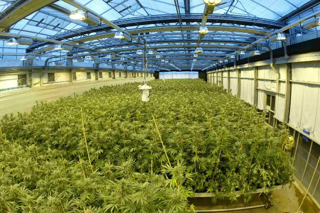 Uprawa marihuany w GW Pharmaceuticals