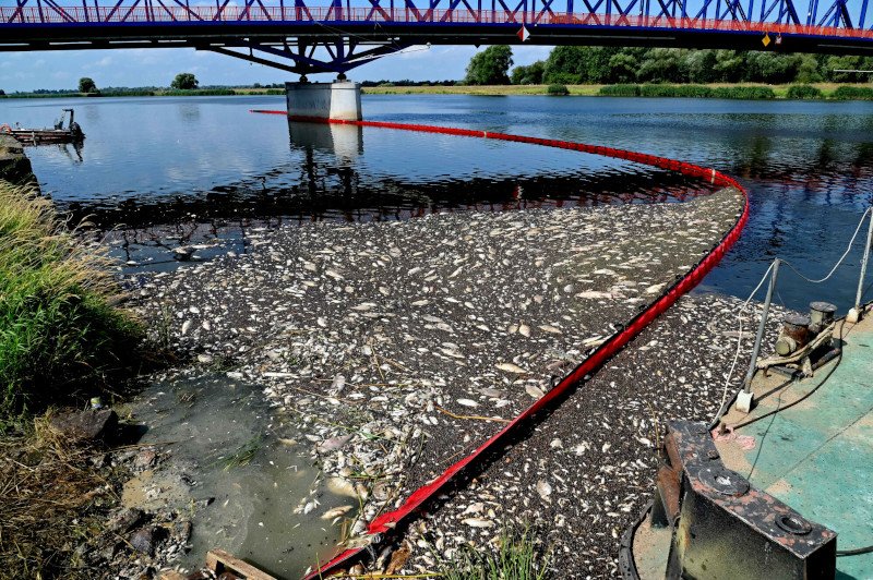 Niemiecki biolog z oskarżeniami pod adresem Polaków. "Informacja dotarła do nas o wiele za późno"
