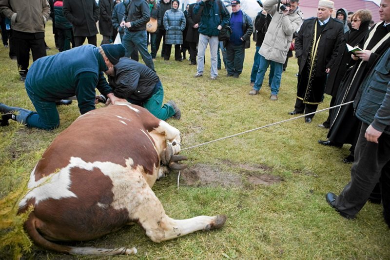 Rolnicy protestują przeciwko stanowisku PiS w sprawie uboju rytualnego