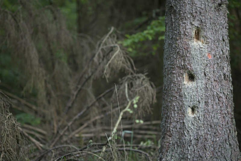Prokuratura zajmie się... kornikiem w Puszczy Białowieskiej.