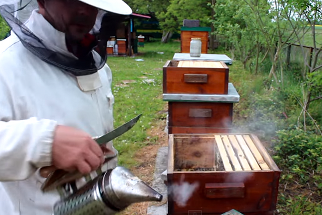 Tomek Miodek - pszczelarz