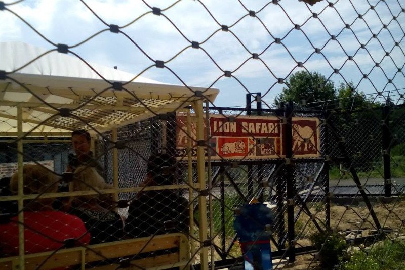 Nowość w naszej części Europy. Lwie safari w Czechach