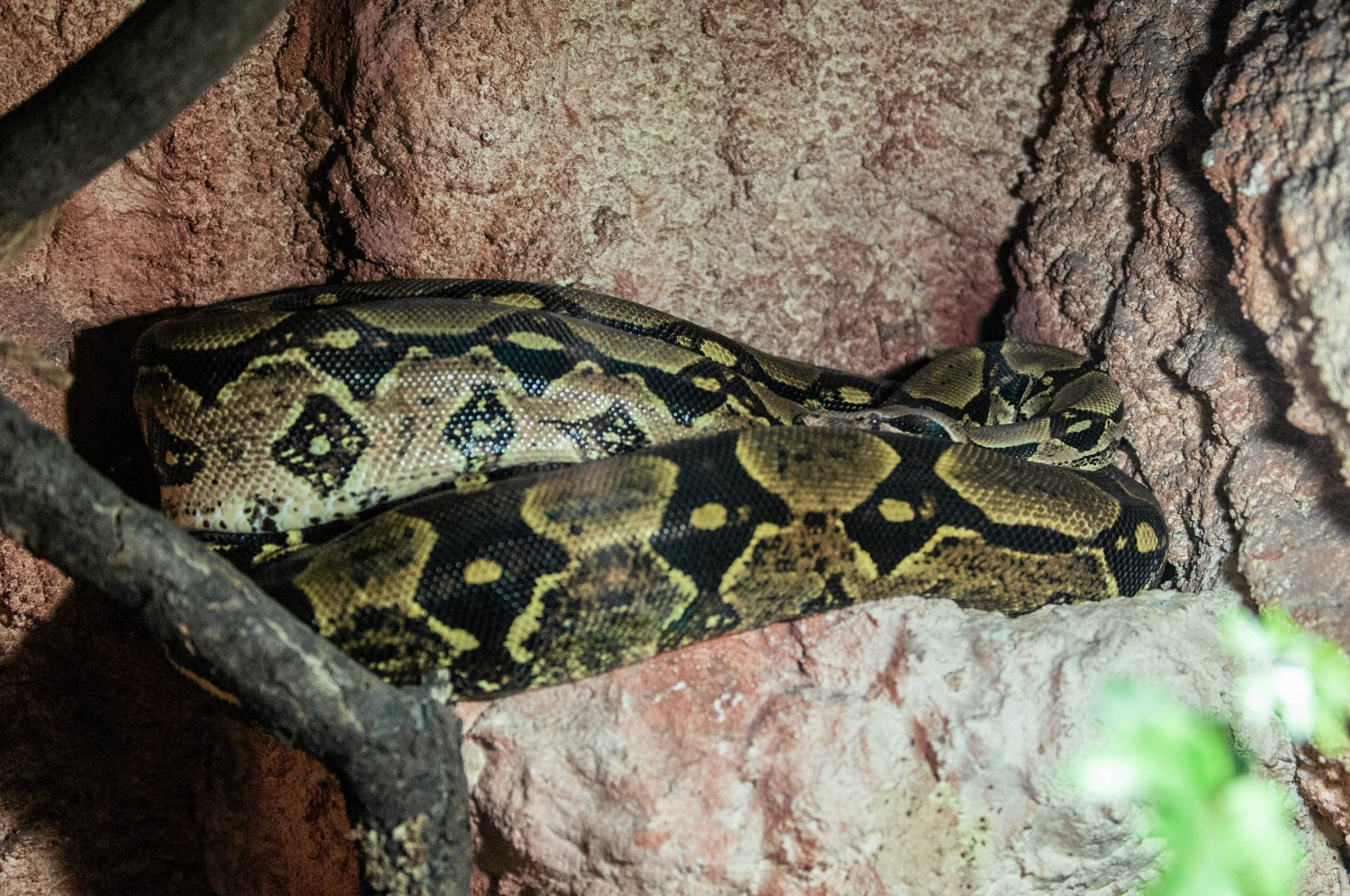 Niebezpieczny wąż, boa dusiciel, odnaleziony