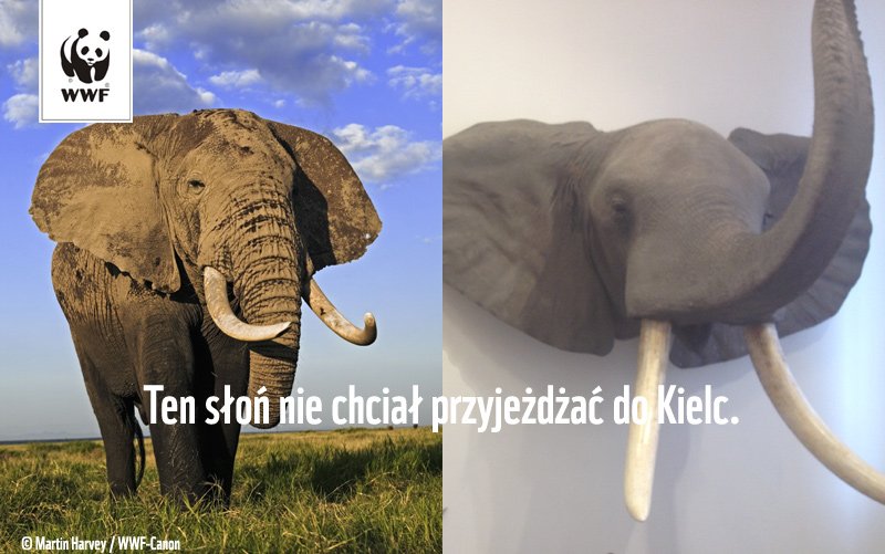 Ten słoń nie chciał przyjeżdzać do Kielc!