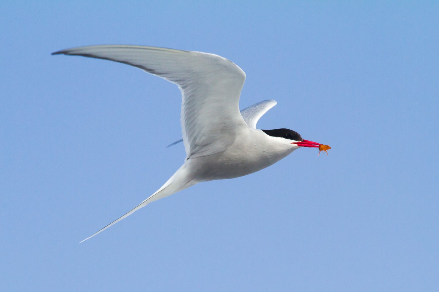 Rybitwa popielata - symbol arktycznej wiosny