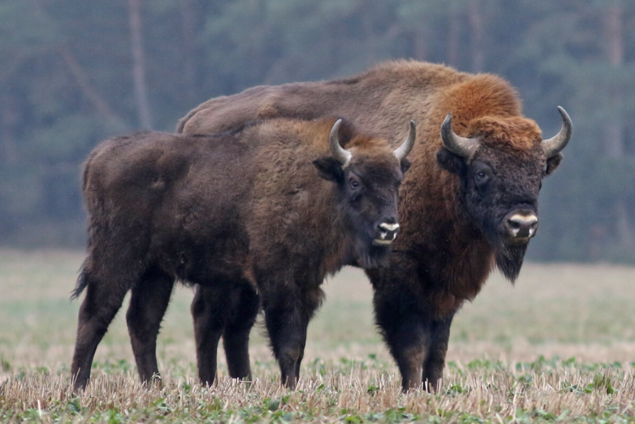Nowe fakty w sprawie śmiertelnego potrącenia żubrów przez pojazd wojskowy