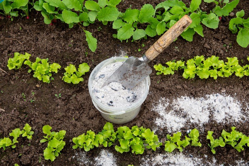 Popiół z grilla ma wiele zastosowań. Nie trzeba go wyrzucać