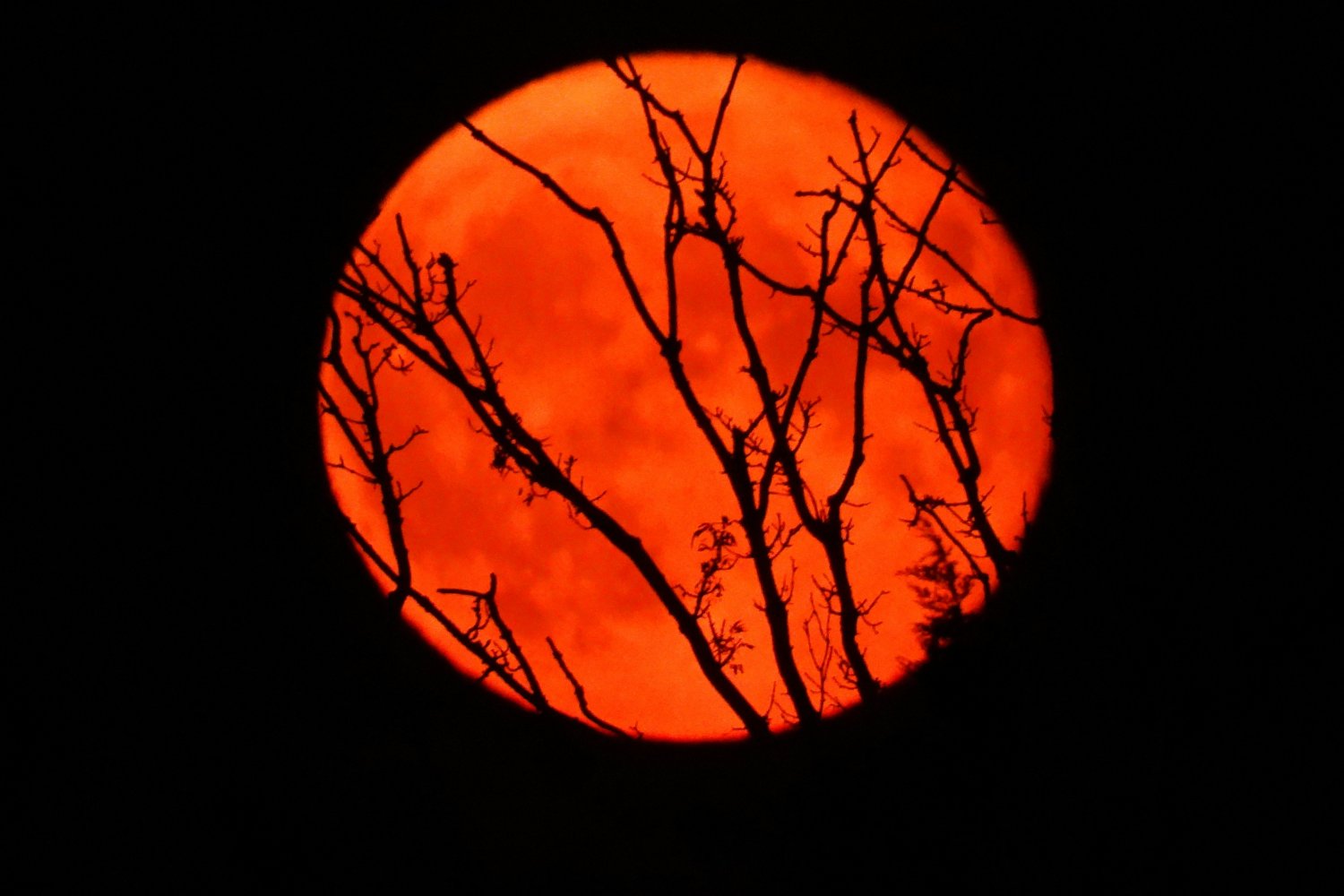 Na niebie zapowiada się prawdziwy spektakl. Wyjątkowe zjawisko nad Polską