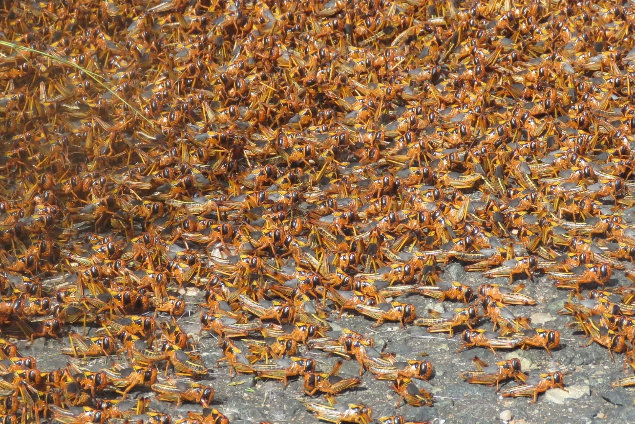 Plaga szarańczy może być bardzo uciążliwa