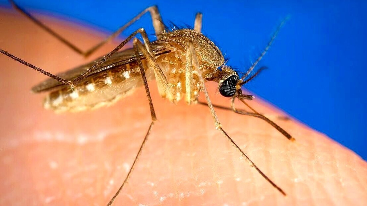 W Hiszpanii potwierdzono 2 przypadki śmiertelne gorączki Zachodniego Nilu - choroby przenoszonej przez komary (m.in. Culex). Gorączka Zachodniego Nilu pojawiła się w Hiszpanii. Są już 2 ofiary śmiertelne oraz 45 przypadków choroby przenoszonej przez komary.