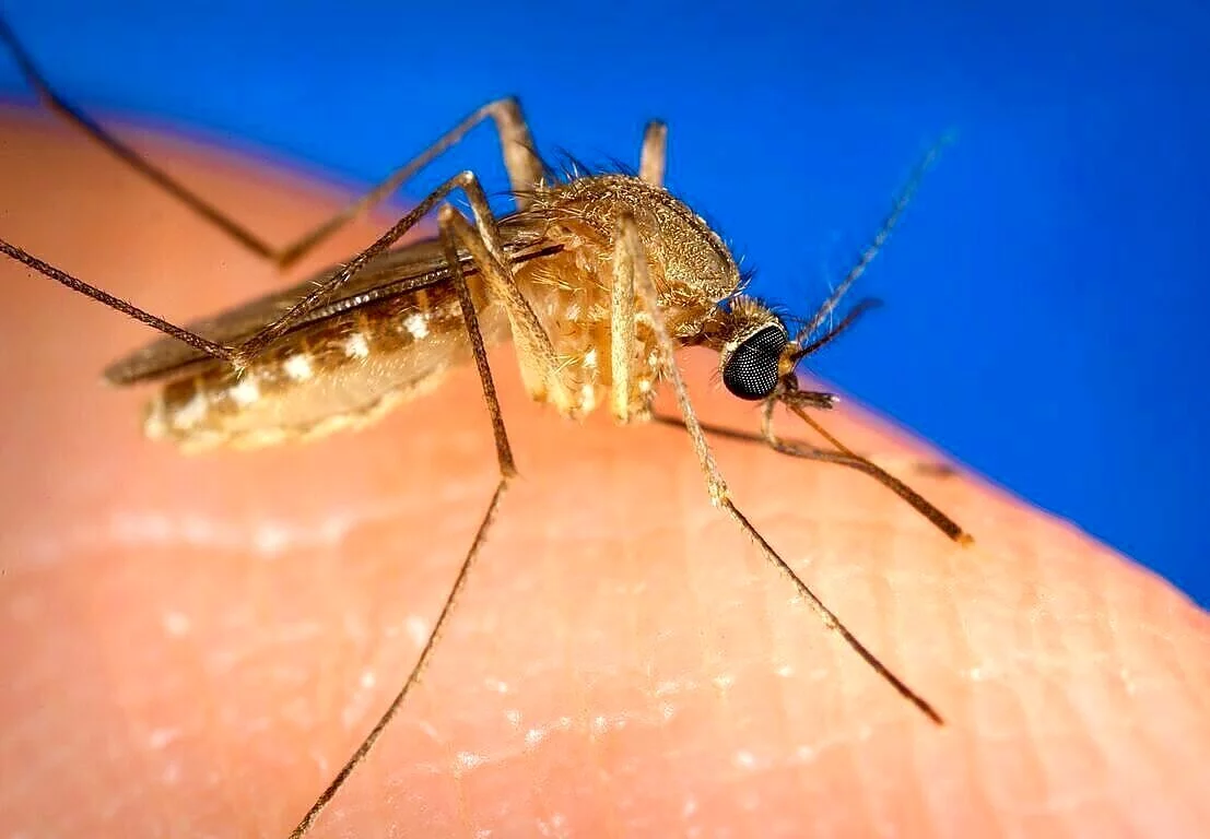 W Hiszpanii potwierdzono 2 przypadki śmiertelne gorączki Zachodniego Nilu - choroby przenoszonej przez komary (m.in. Culex). Gorączka Zachodniego Nilu pojawiła się w Hiszpanii. Są już 2 ofiary śmiertelne oraz 45 przypadków choroby przenoszonej przez komary.