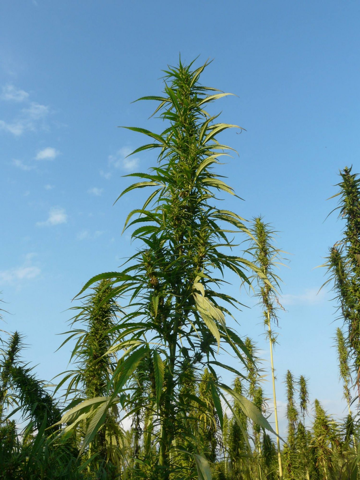 Prawo do krzaka dla każdego Polaka!