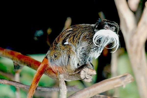 Tamaryna cesarska, ten gatunek padł łupem złodziei w opolskim ZOO.