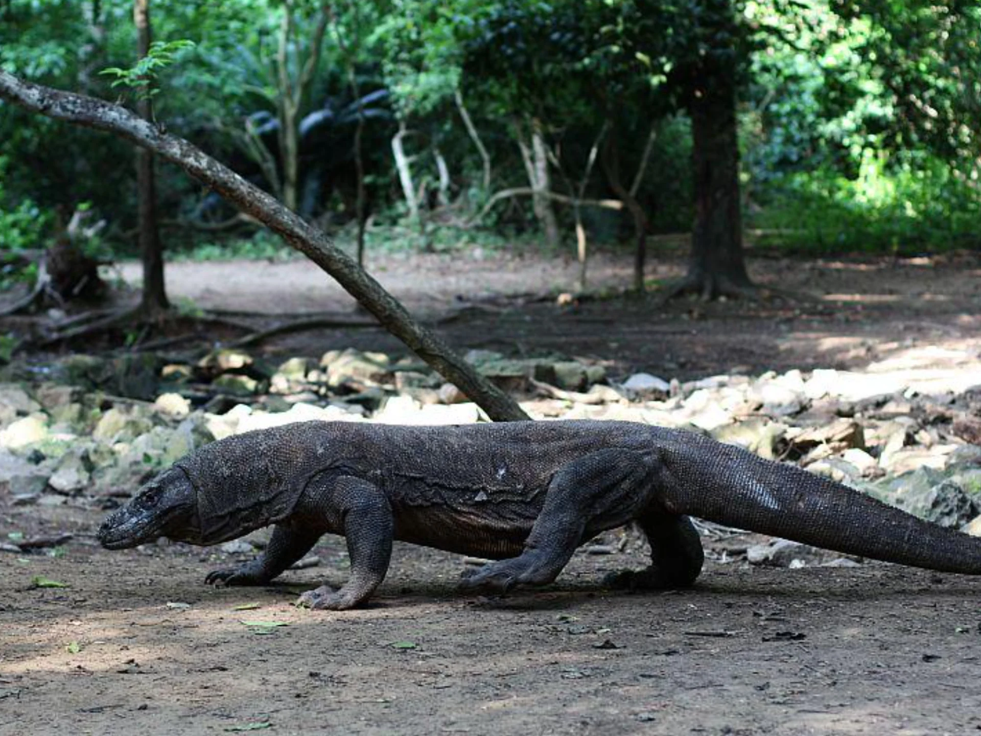 Smok z Komodo. Rinca, Indonezja.