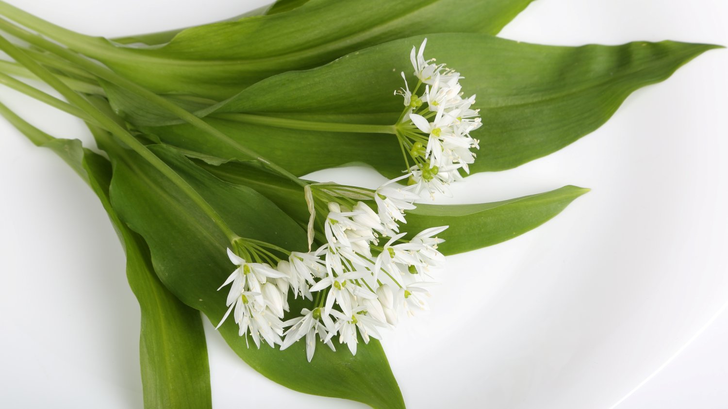 Czosnek niedźwiedzi (Allium ursinum) właśnie zakwitł w Polsce.