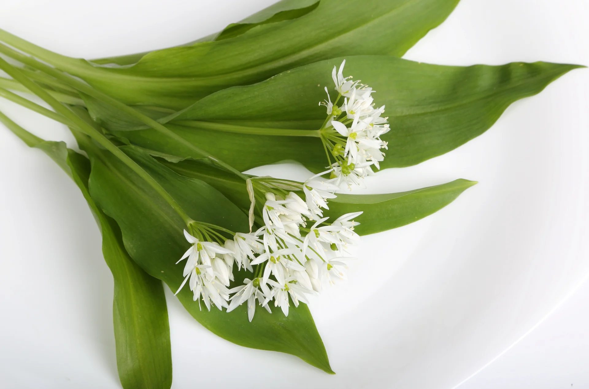 Już kwitnie w Polsce czosnek niedźwiedzi (Allium ursinum). Czosnek niedźwiedzi (Allium ursinum) właśnie zakwitł w Polsce.