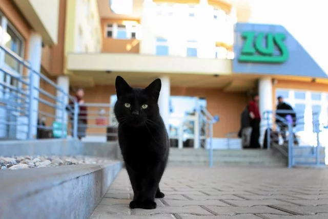 ZUS zapracował sobie na opinię instytucji dopuszczającej się niekiedy absurdalnych zachowań