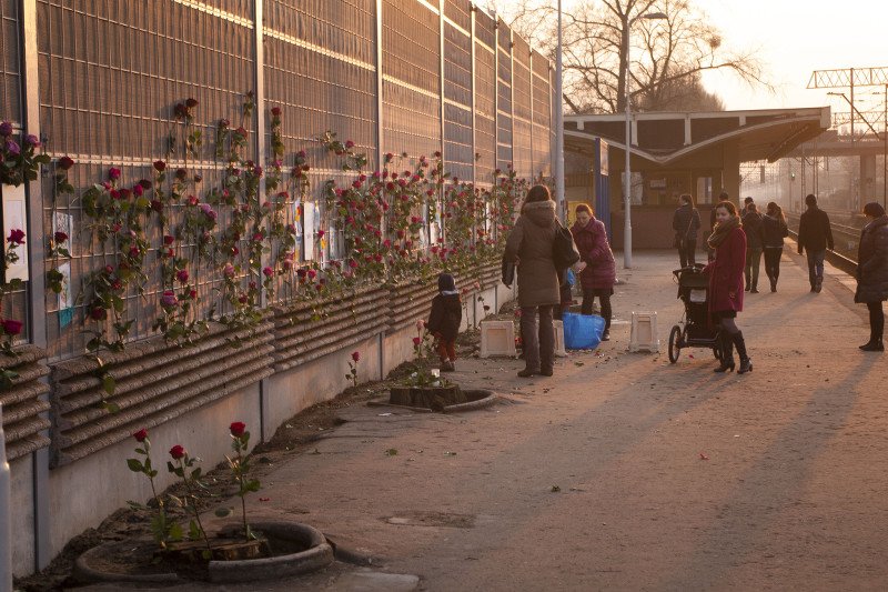 Nocą wycięto blisko 80-letnie drzewa. Mieszkańcy Piastowa przynoszą róże, by pożegnać je z szacunkiem.