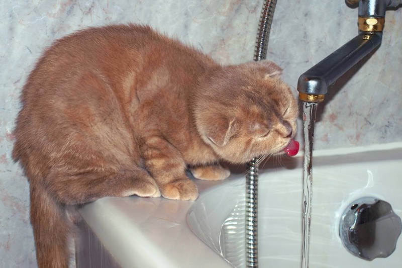 Czy w Polsce picie wody z kranu jest dobrym pomysłem?