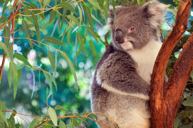 W Australii na drzewach rośnie złoto. Konkretnie: na [url=http://shutr.bz/Hk421o]eukaliptusach[/url]