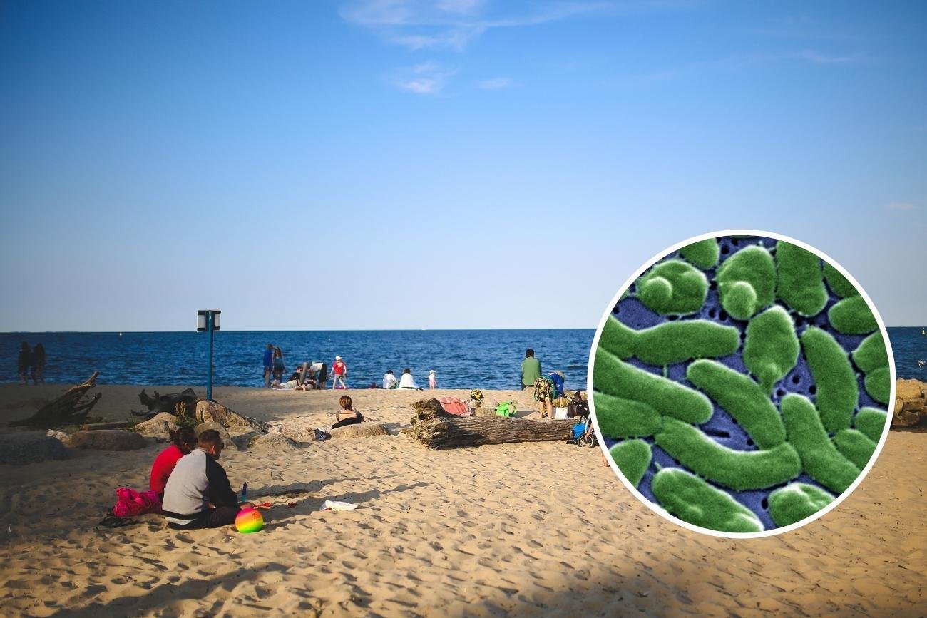 Bakteria jest obecna w niemieckich wodach Bałtyku