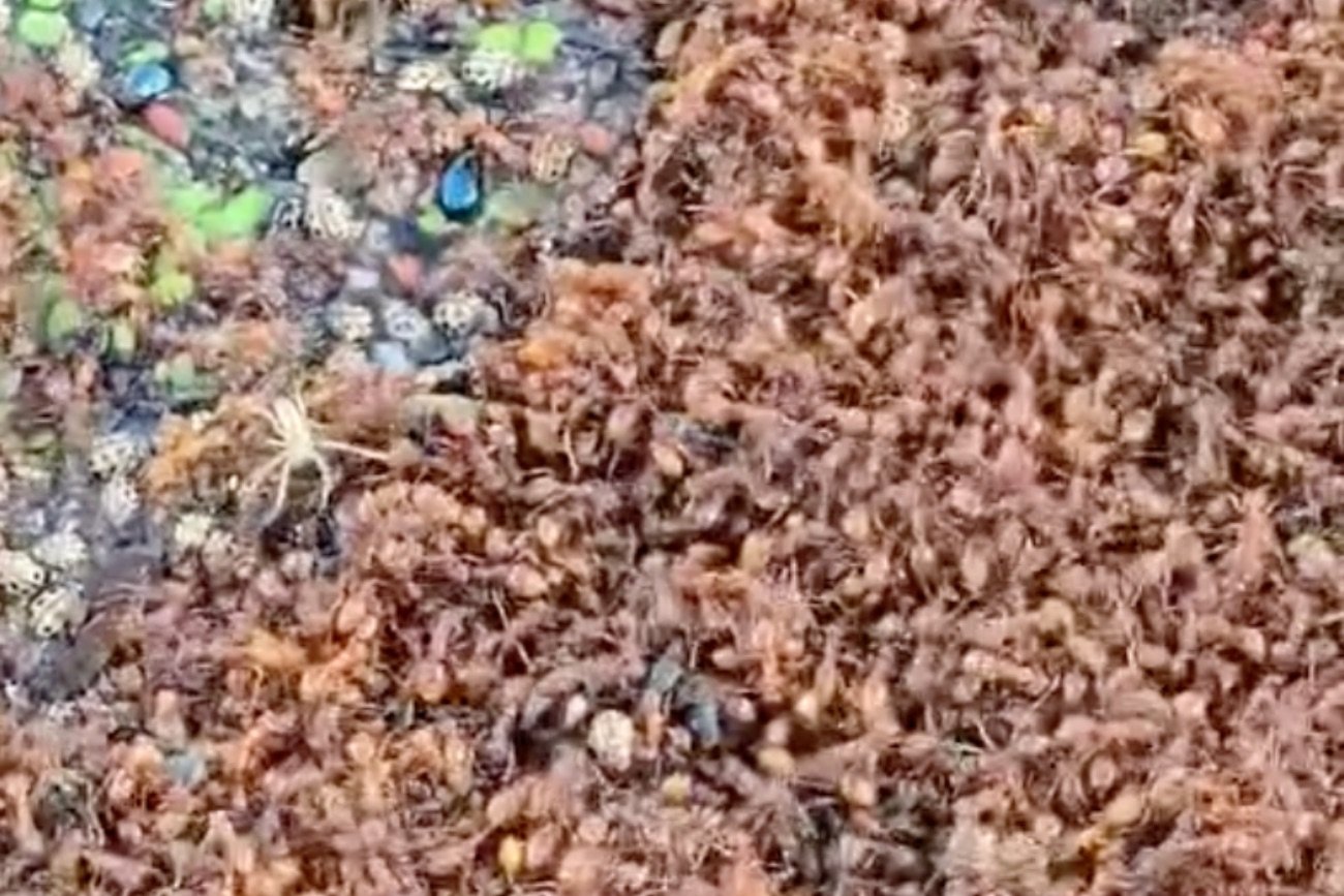 Plaga insektów na terenach powodziowych.