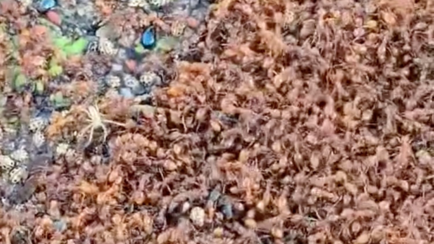 Plaga insektów na terenach powodziowych.