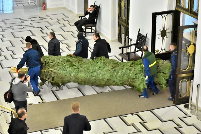 Nawet przez sejmowe straże przemknąć się mogą nieproszeni goście ukryci w choince. Świąteczne drzewko już stoi w gmachu Sejmu. Co jednak kryje się w jego igliwiu?