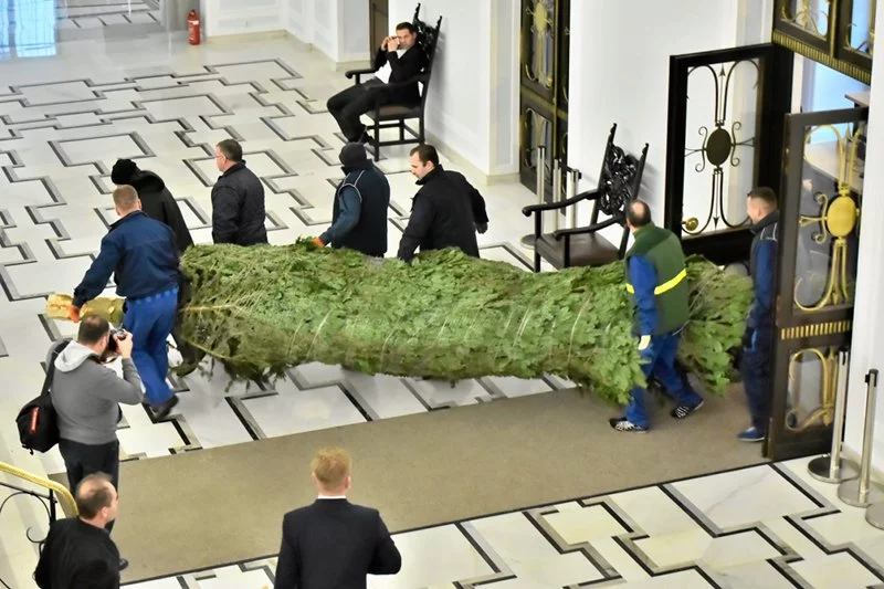 Nawet przez sejmowe straże przemknąć się mogą nieproszeni goście ukryci w choince. Świąteczne drzewko już stoi w gmachu Sejmu. Co jednak kryje się w jego igliwiu?