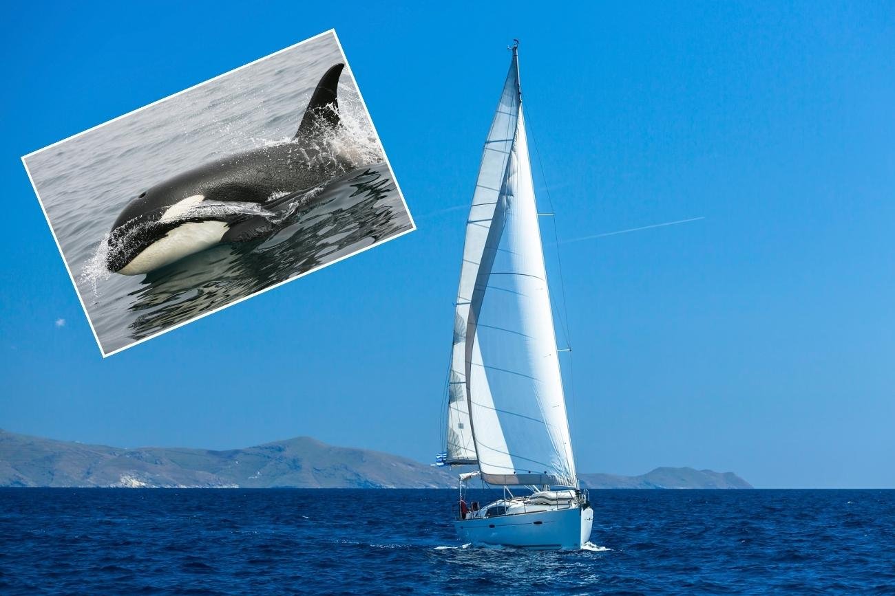 Nie jest do końca jasne, dlaczego orki zaatakowały statek