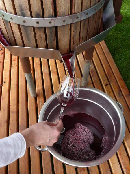 Winobranie w Głęboczku