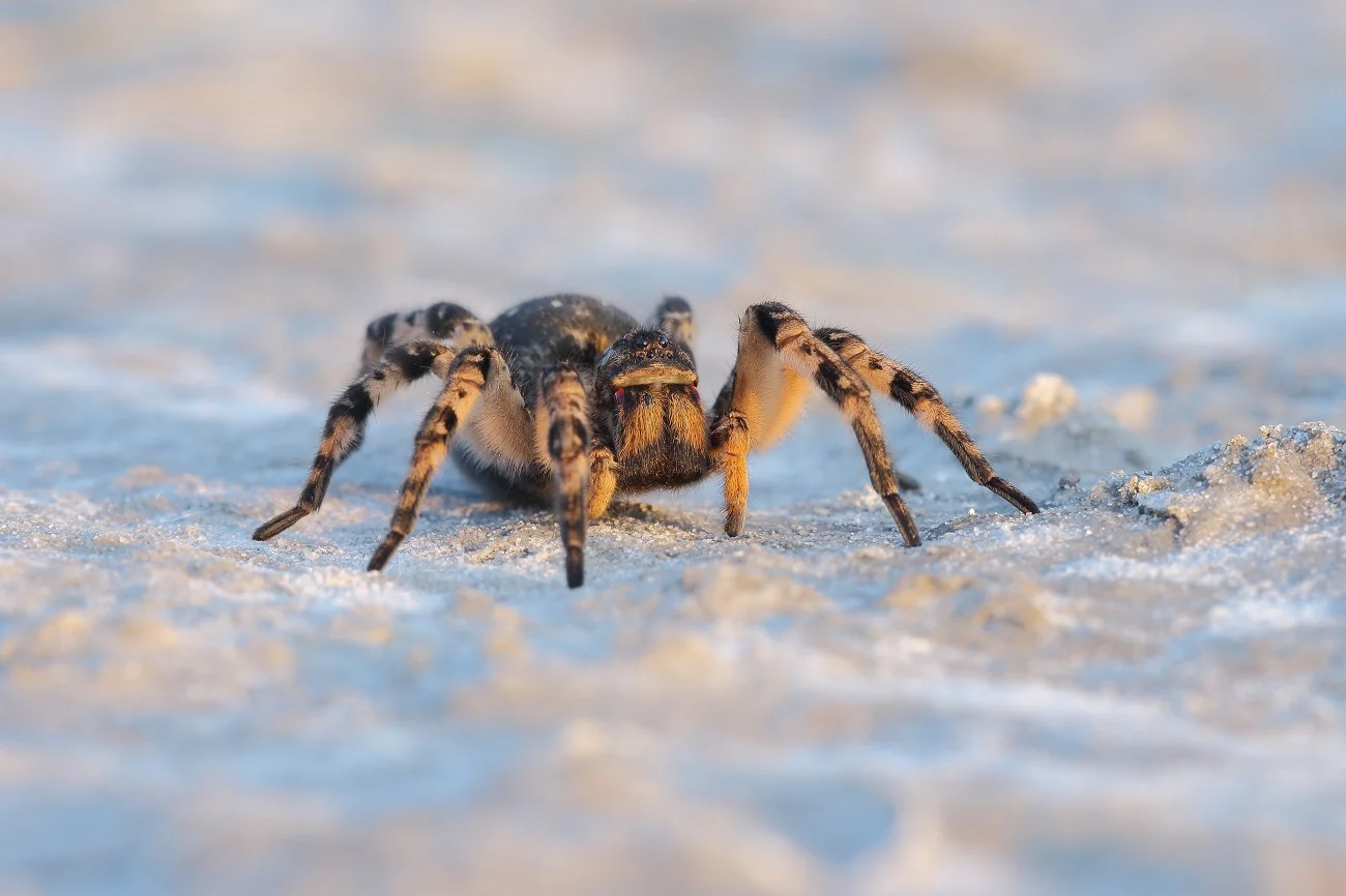 Zapytaliśmy eksperta o występowanie tarantuli ukraińskiej w Polsce.