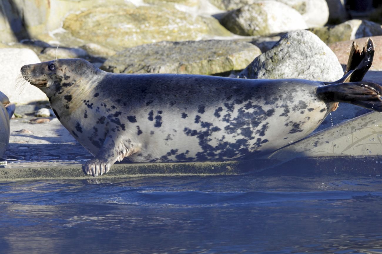 Policja uratowała ranną fokę. Co zwierzę robiło w mieście ponad 100 km od morza?