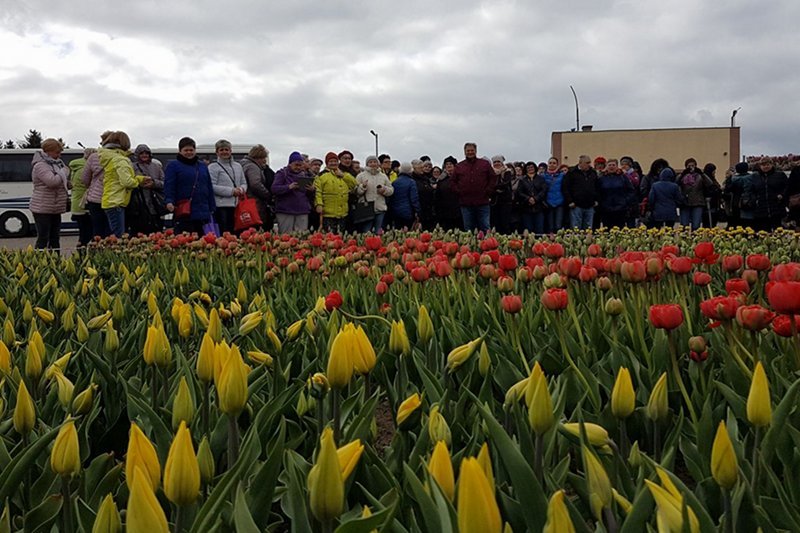 Kwitnące pola tulipanów przyciągają tłumy odwiedzających. Bogdan Królik (w środku) z chęcią opowiada gościom o swojej pasji tulipanach, ale i sporcie.