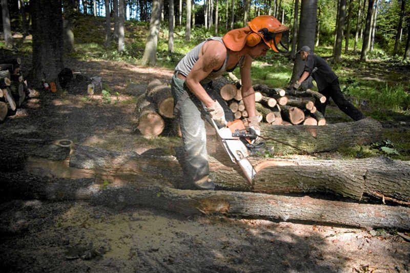 Drwal nie jest już najgorszym zawodem w USA. Ostatnie miejsce na liście zajęła profesja dziennikarza prasowego.