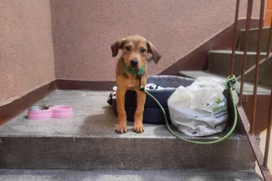 Pies był przywiązany smyczą na klatce, zostawiono przy nim "wyprawkę".