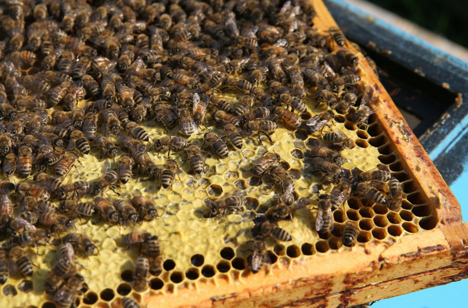 Zniszczenie pasieki było nie tylko aktem wandalizmu, ale też przykładem bezmyślności.