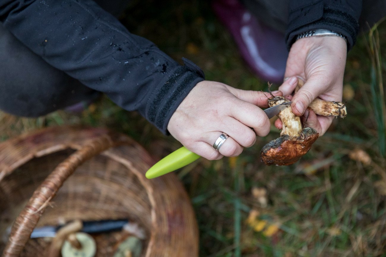 Podstawowa rada to zbierać tylko grzyby z gąbczastą budową kapelusza.