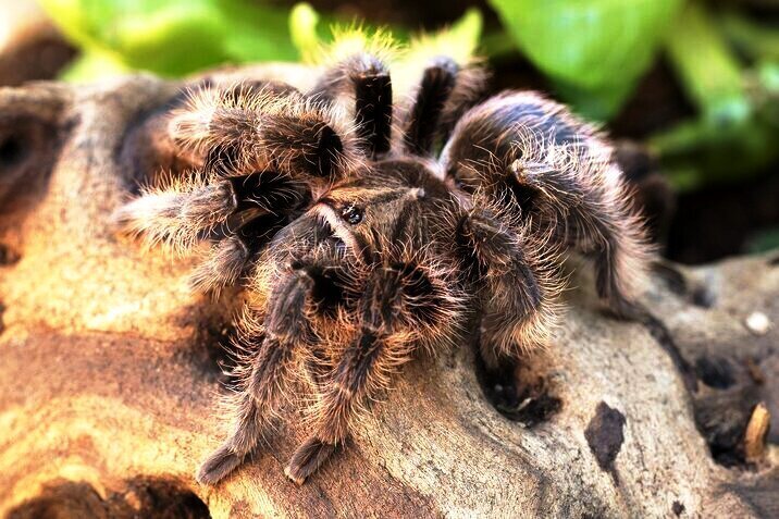 W Toruniu pojawił się ptasznik kędzierzawy (Tliltocatl albopilosum). Straż miejska otrzymała zgłoszenie o "jadowitej tarantuli" na terenie lokalnej jednostki wojskowej. Ptasznik kędzierzawy (Tliltocatl albopilosum) a tarantula. Czym się różnią?